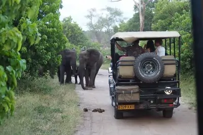 How much do you need for a Safari Botswana Budget? We share every cost from our self drive safari and show how an african safari can be achieved on a budget #africa #safari #selfdrive