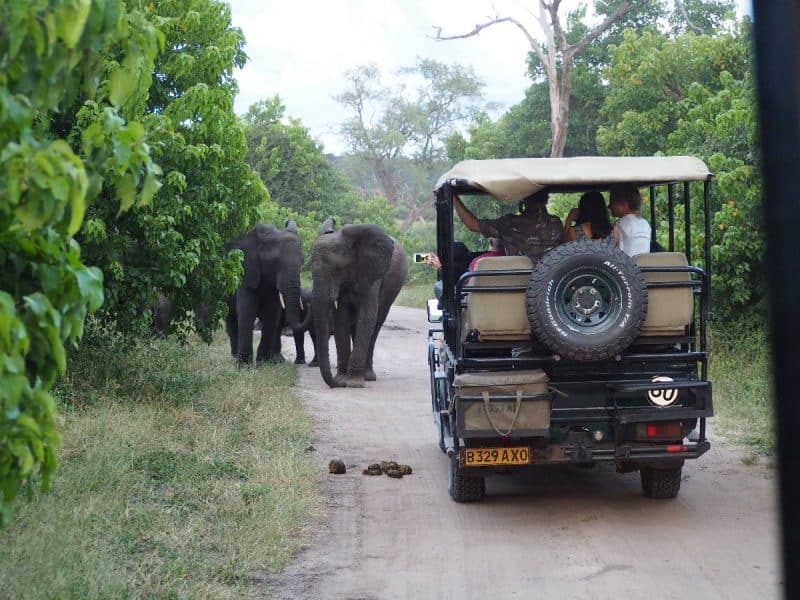 Trip Costs How to go on safari in Botswana on a budget Adventure and