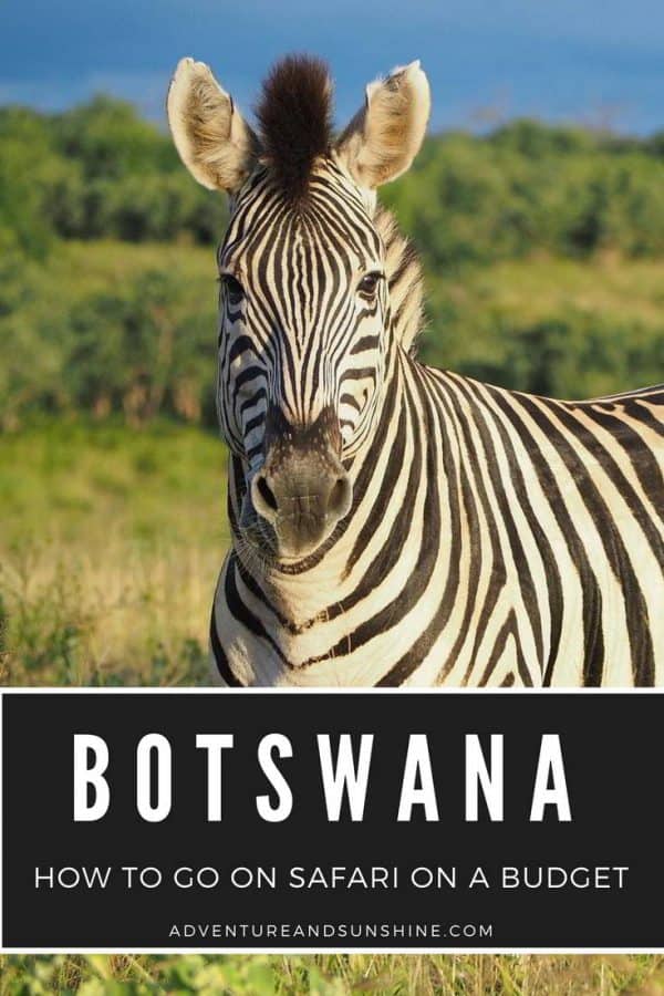 Trip Costs How to go on safari in Botswana on a budget Adventure and