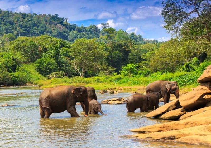 Sri Lanka Safari - Elephants in River